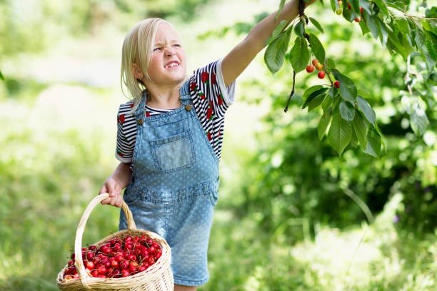 Girl Picking Cherries Stock Photo - Download Image Now - Cherry, Picking - Harvesting, Girls - iStock